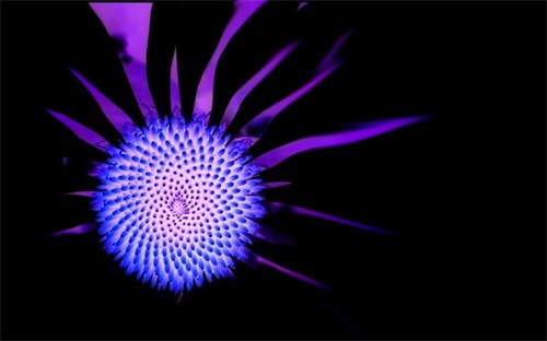 增值税简易征收的发票,简易征收增值税发票适用简易法政策